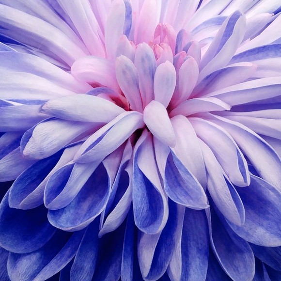 Meet your Posher, Posh - Picture 1 of 1